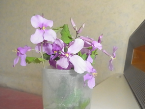 ５月の飯嶋院長のひとりごと