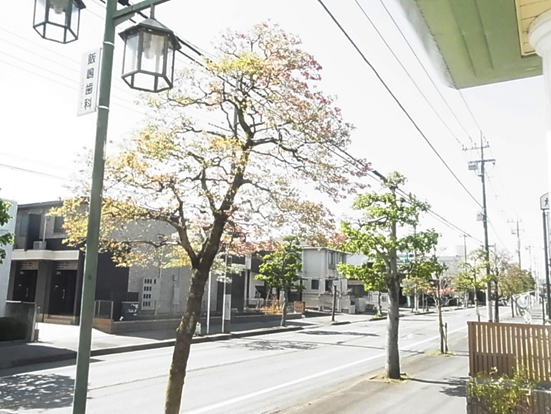 クリニック前のハナミズキ