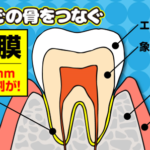歯根膜の役割とは？その２