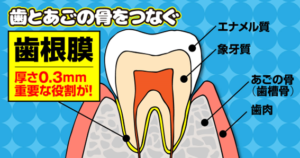歯根膜の役割とは？その２