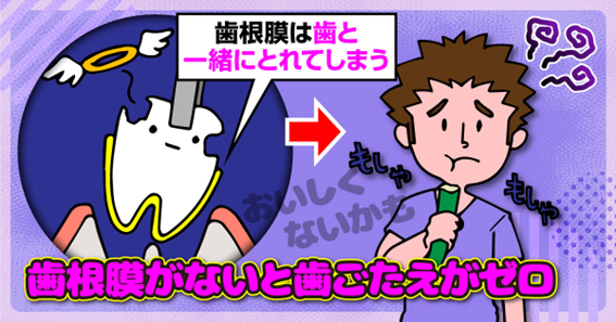 歯根膜の役割 歯根膜の役割