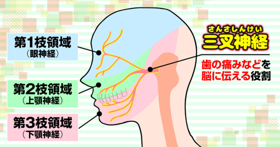 三叉神経(さんさしんけい)