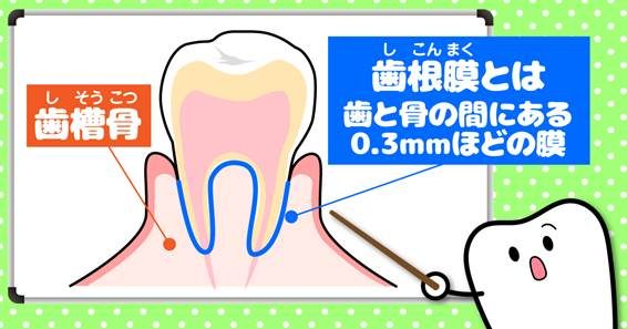 歯根膜